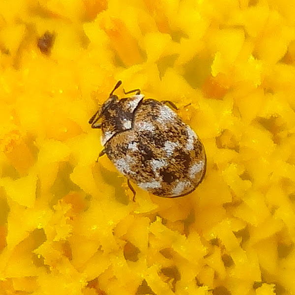Varied carpet beetle | Project Noah