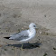 Ring-billed gull