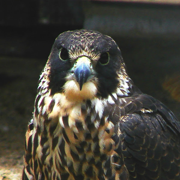 Birds of Prey of NYC Project Noah