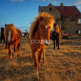 Wild horse at an abandoned farm by Kristján Karlsson - Animals Horses