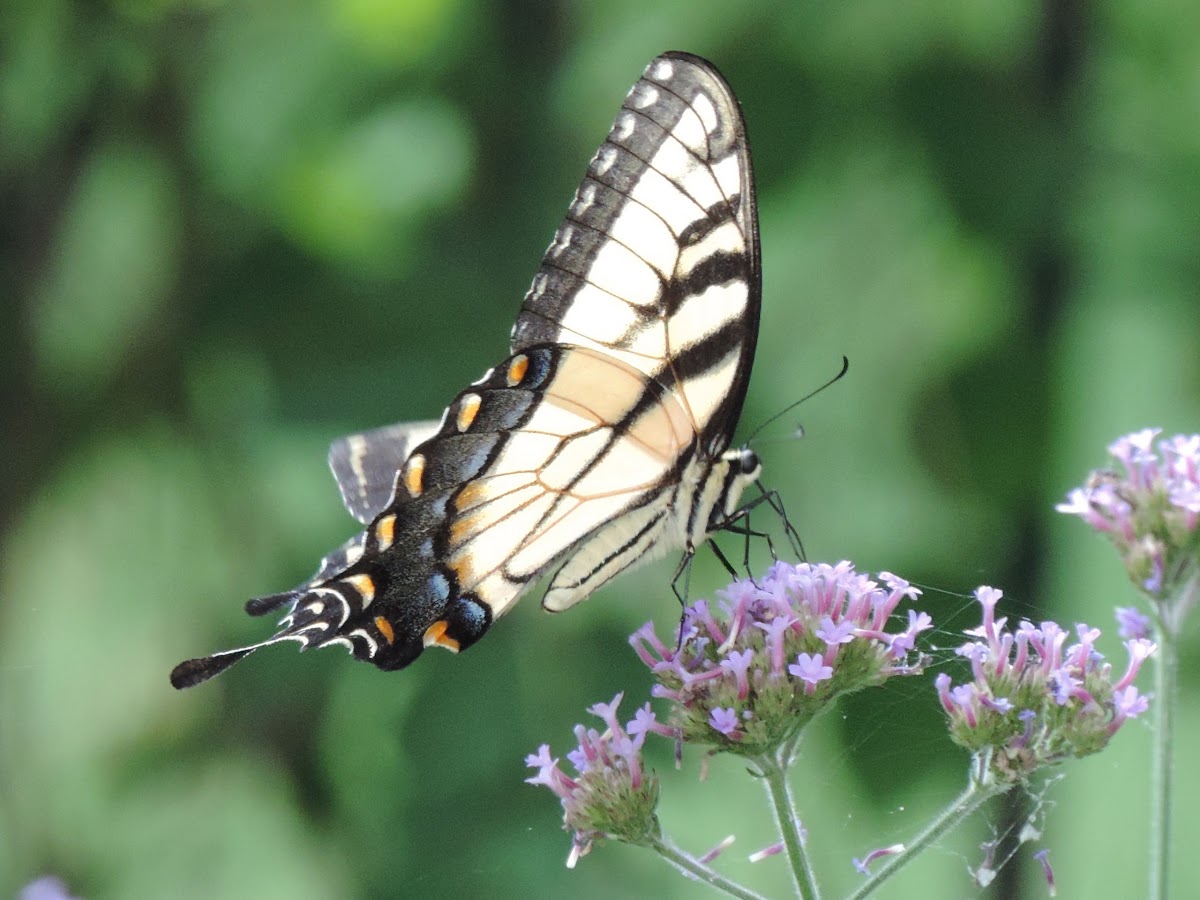 Eastern Tiger Swallowtail Butterfly (male)