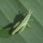 Northern Green-striped Grasshopper, nymph