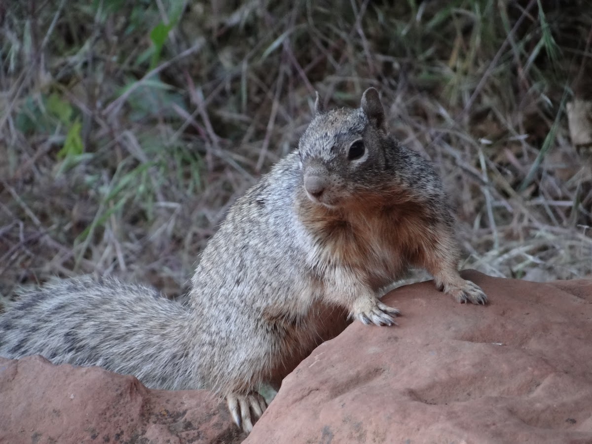 Rock Squirrel