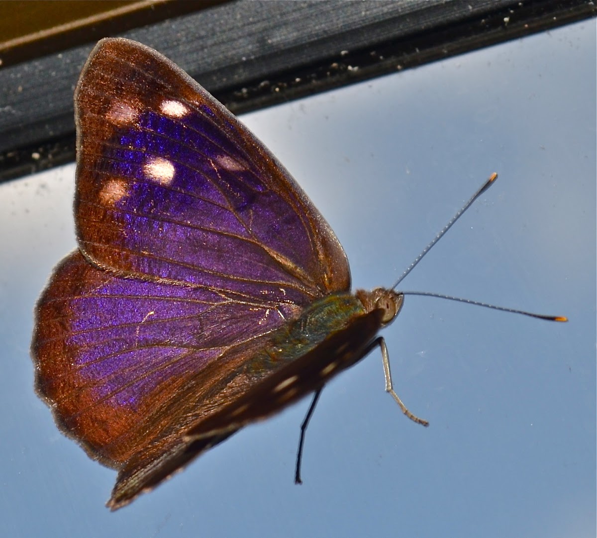 Dingy Purple-wing  Butterfly