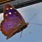 Dingy Purple-wing  Butterfly