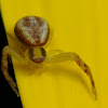 Northern Crab Spider