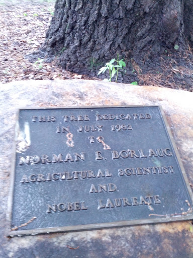 Norman Borlaug Tree