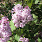 Lilac bush