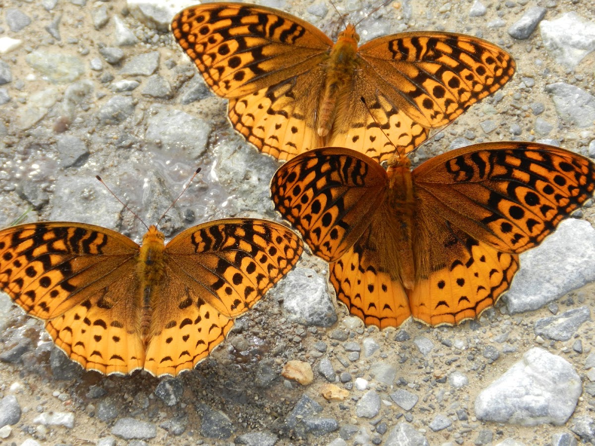 Great spangled fritillary