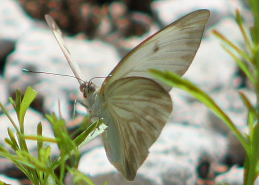 Great Southern White Butterfly