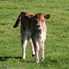 Heck cattle calves