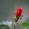 red cotton bug