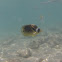 Raccoon butterflyfish