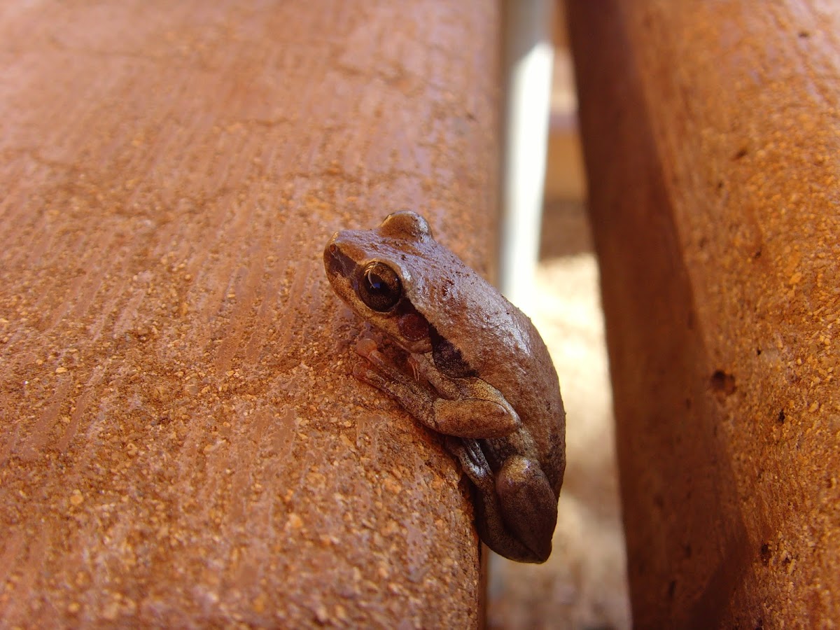 Broad Palmed Frog