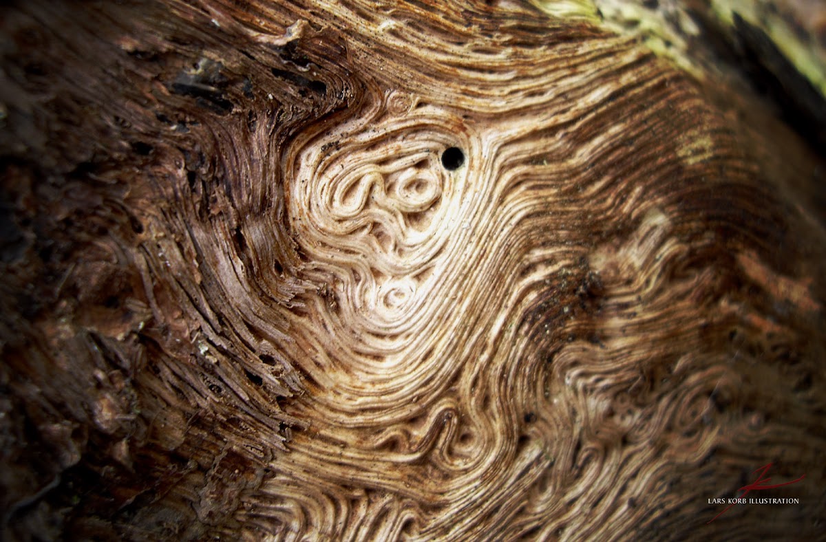 Oak (deadwood)