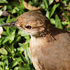 João-de-barro (Ovenbird)