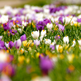 Spring by Cecilie Hansteensen -  
