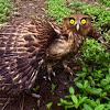 Philippine eagle-owl
