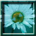 Camomile with Hearts LWP logo