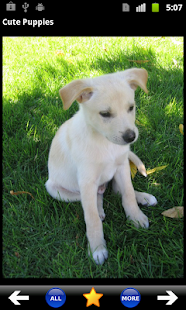 How to install Cute Puppies 1.01 unlimited apk for laptop