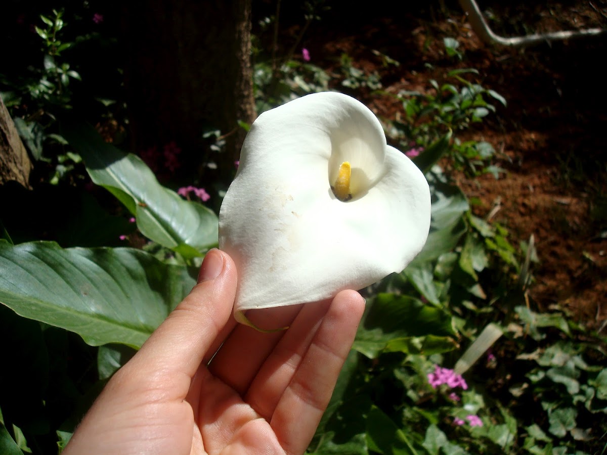 Calla Lily / Kala