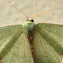 Red-Bordered Emerald