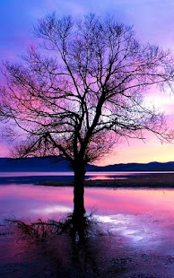 How to download Nature Live Wallpaper lastet apk for bluestacks
