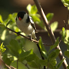 Pin-tailed Whydah (Male)