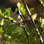 Pin-tailed Whydah (Male)