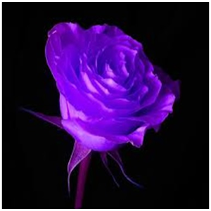 Lilac Roses.apk 1.0