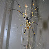Coastal Golden Orb Spider