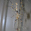 Coastal Golden Orb Spider