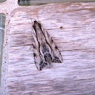 Melipotis Moth