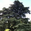 Cedro del Líbano. Cedar of Lebanon