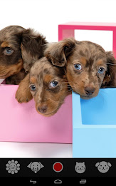 Pet Camera    for dogs & cats poster 3