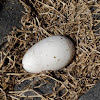 Galapagos or Waved Albatross egg