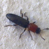 Lizard Beetle