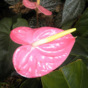Anturium Flower
