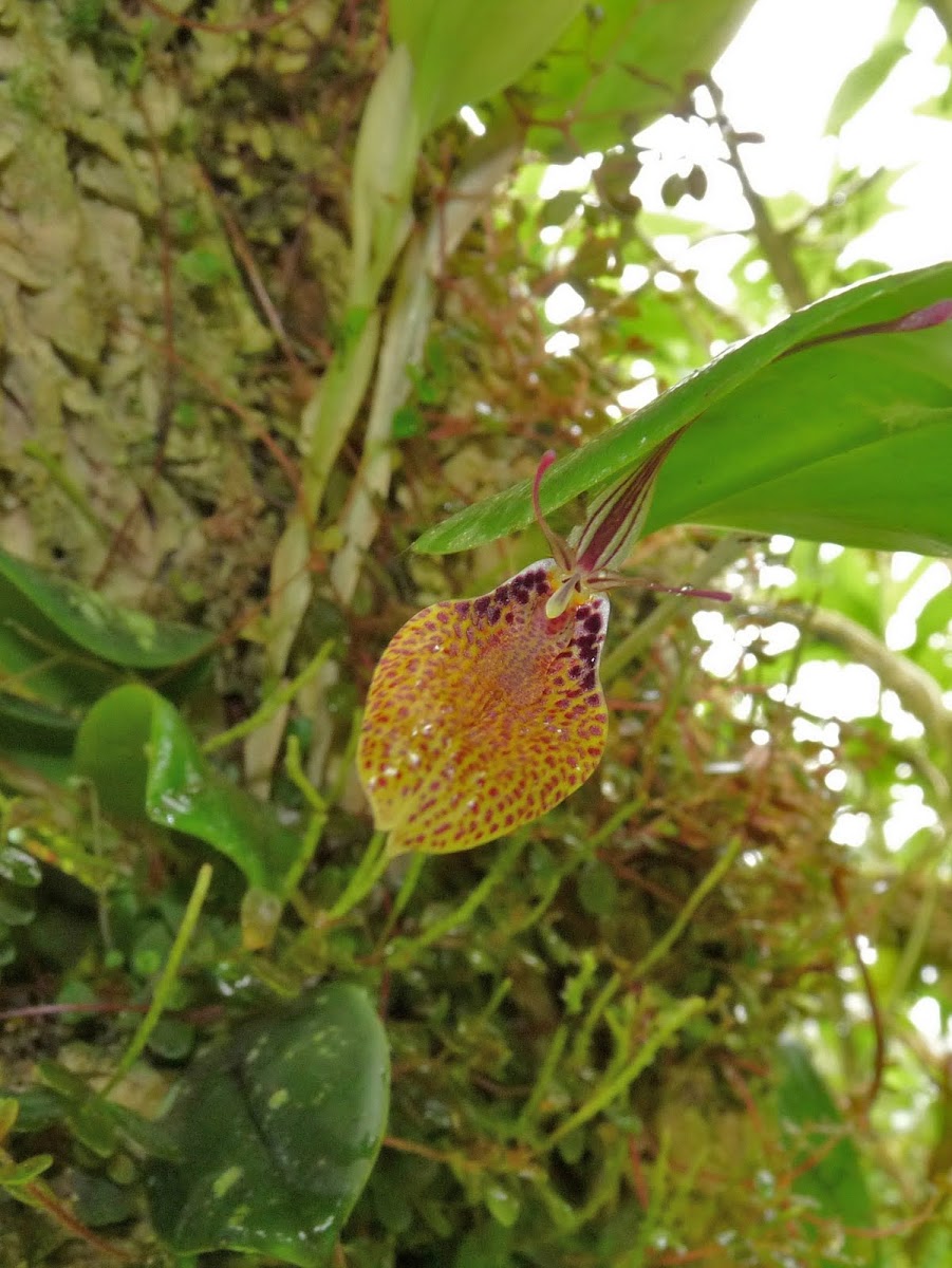 Restrepia Orchid