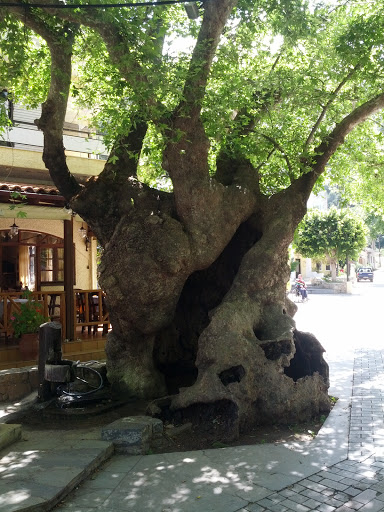Fodele Ancient Tree