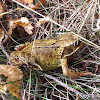 Common frog