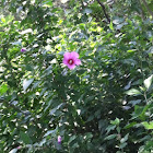 Althea bush, Rose of Sharon