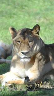 Wildlife HD Live Wallpaper Screenshots 3