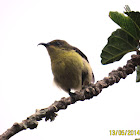 Loten's Sunbird (female)