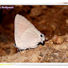 Indian Red Flash Butterly