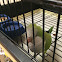 Quaker Parrot (Monk Parakeet)