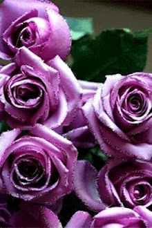 Lavender Roses Live Wallpaper