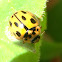 Ladybird 14 puntos Mariquita