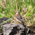 Red-shouldered Hawk