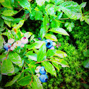 Lowbush blueberry